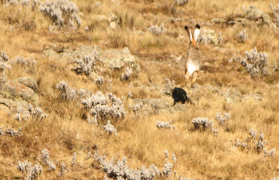 Ethiopian Highland Hare
