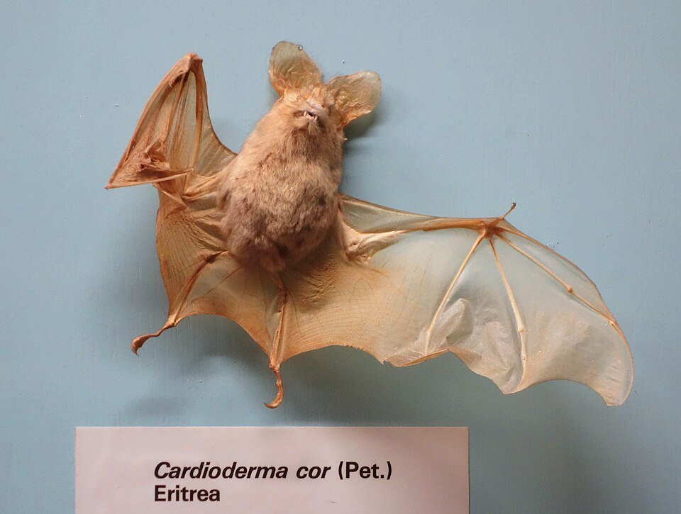 False Vampire Bat