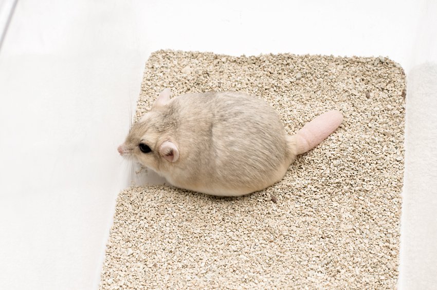 Fat-tailed Gerbil