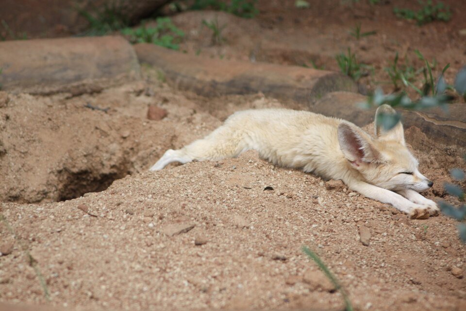Fennec Fox