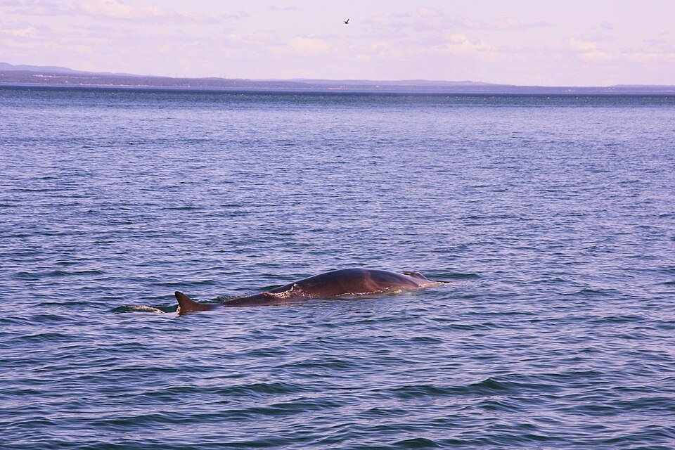 Fin Whale