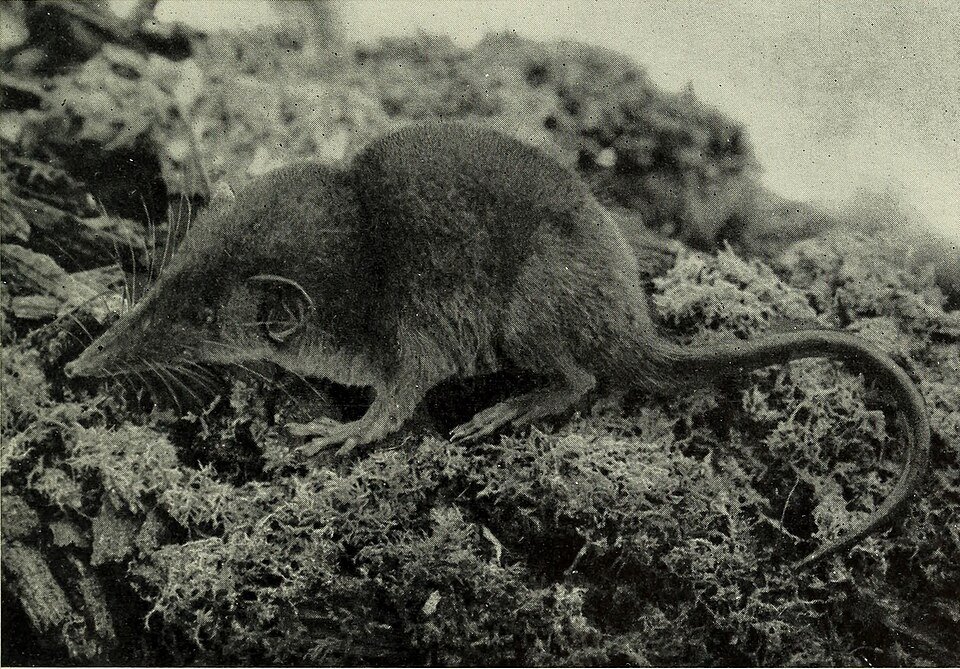 Forest Shrew