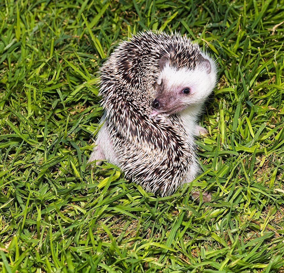 Four-toed Hedgehog