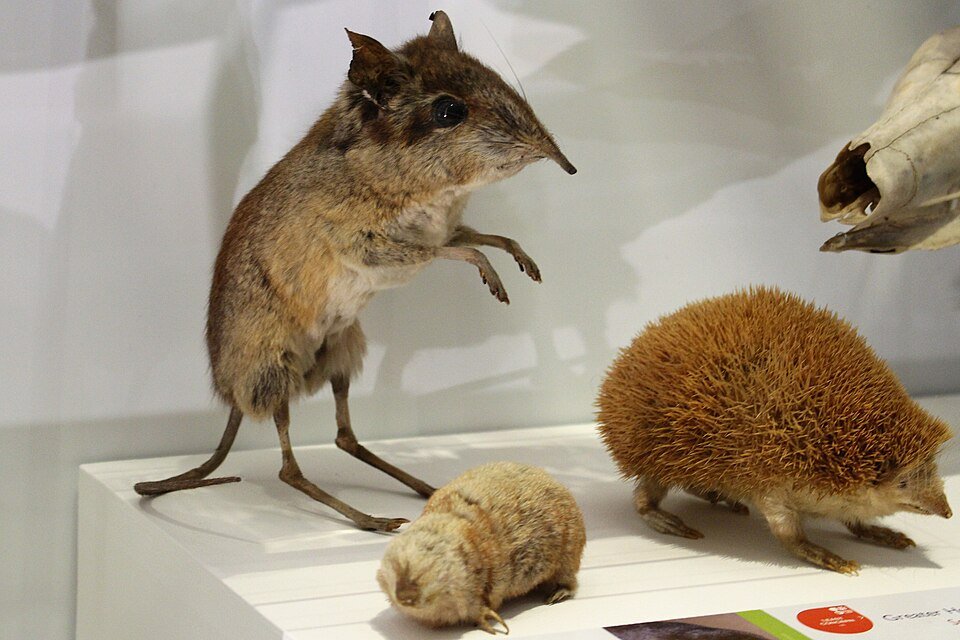 Four-toed Sengi