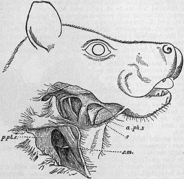 Franquet's Epauletted Fruit Bat