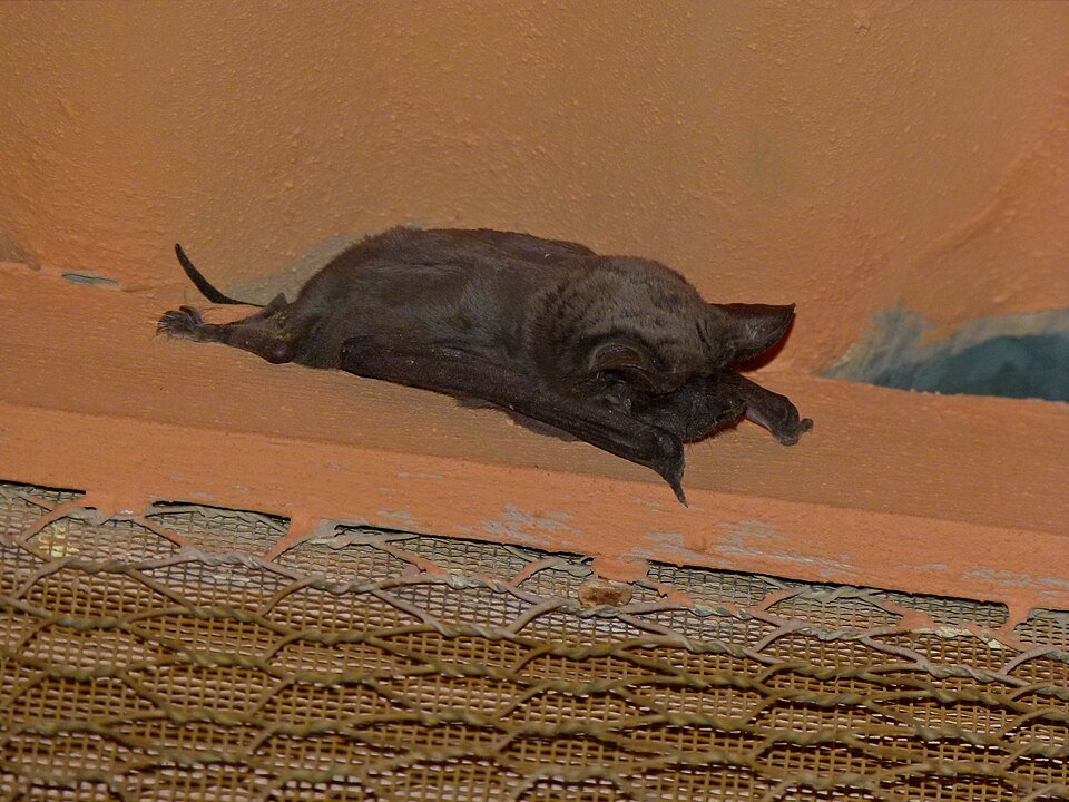 Free-tailed Bat
