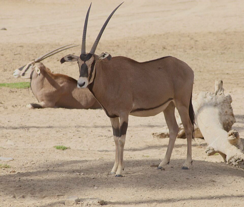 Fringe-eared Oryx
