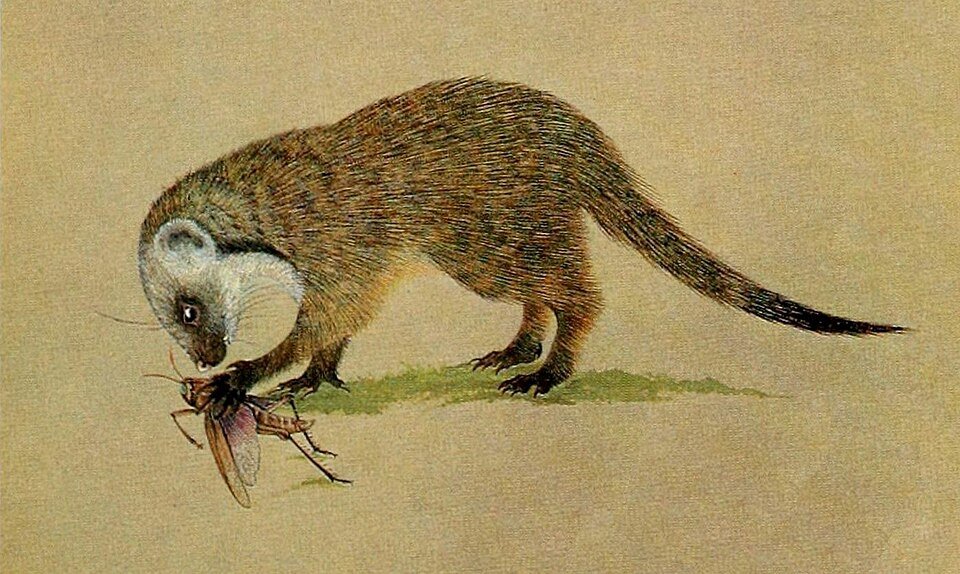 Gambian Mongoose