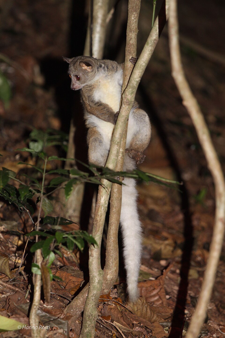 Garnett's Greater Galago