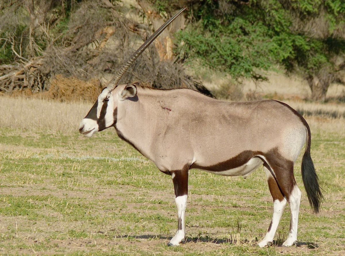 Gemsbok