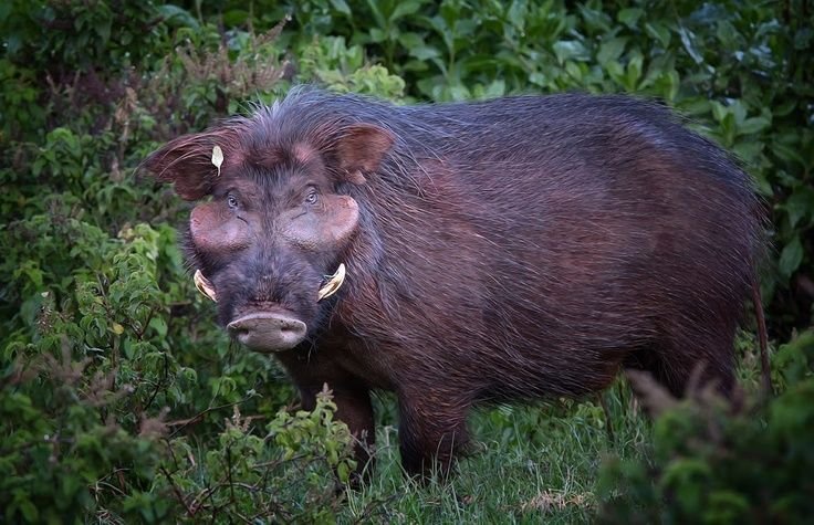 Giant Forest Hog