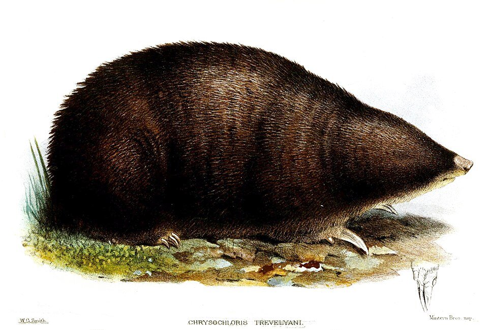 Giant Golden Mole