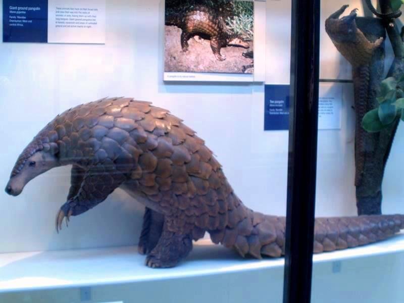 Giant Ground Pangolin