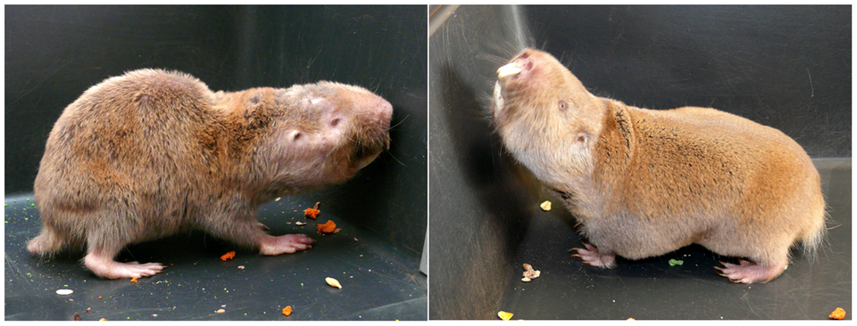 Giant Mole-rat