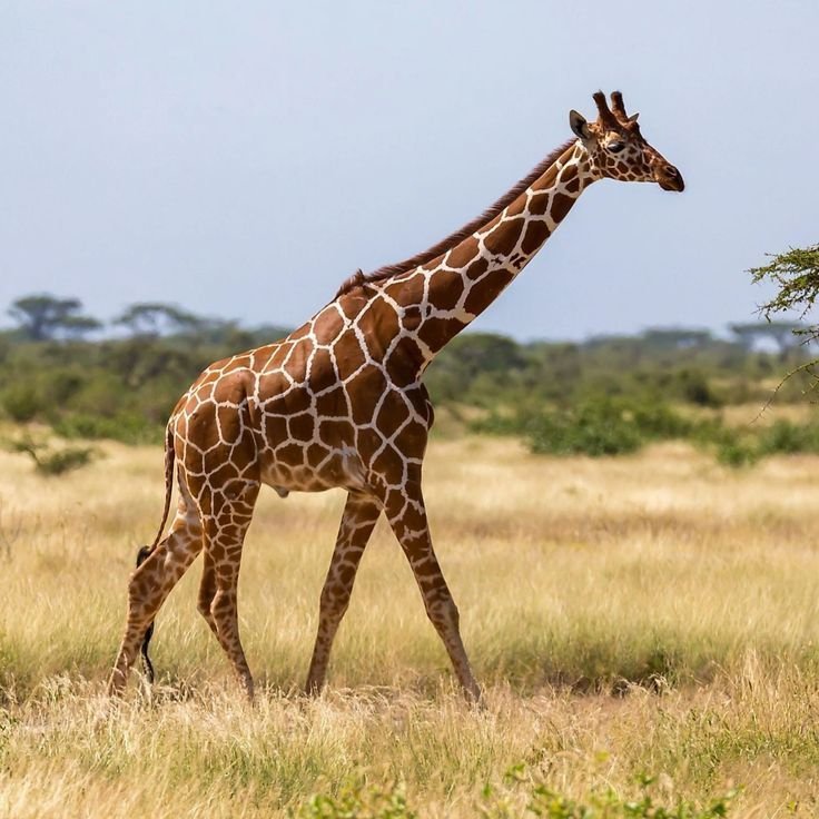 Giraffe