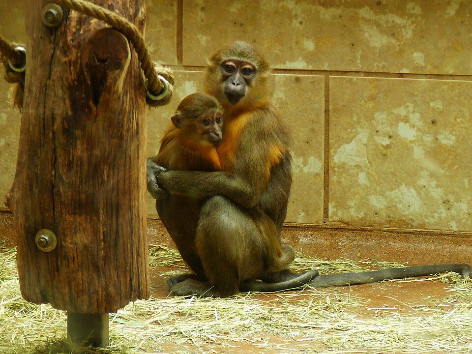 Golden-bellied Mangabey