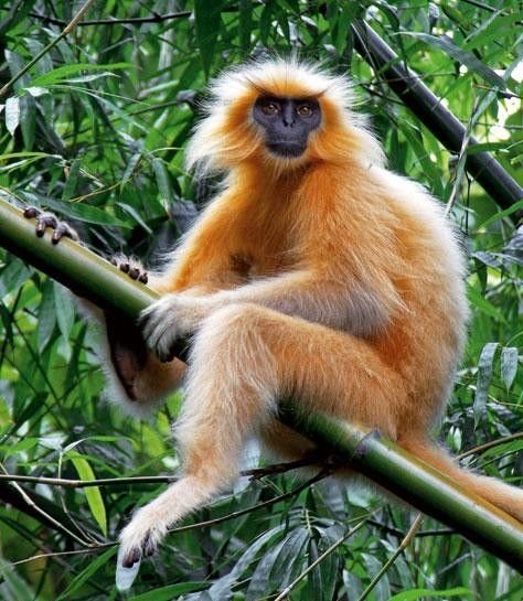 Golden Monkey
