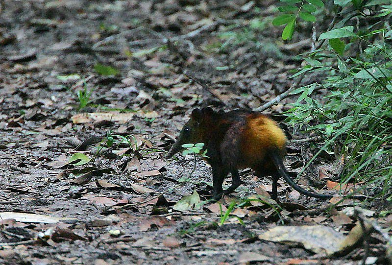 Golden-rumped Sengi