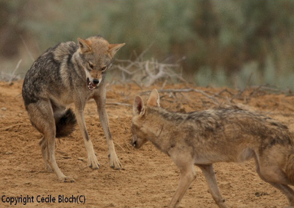 Golden Wolf