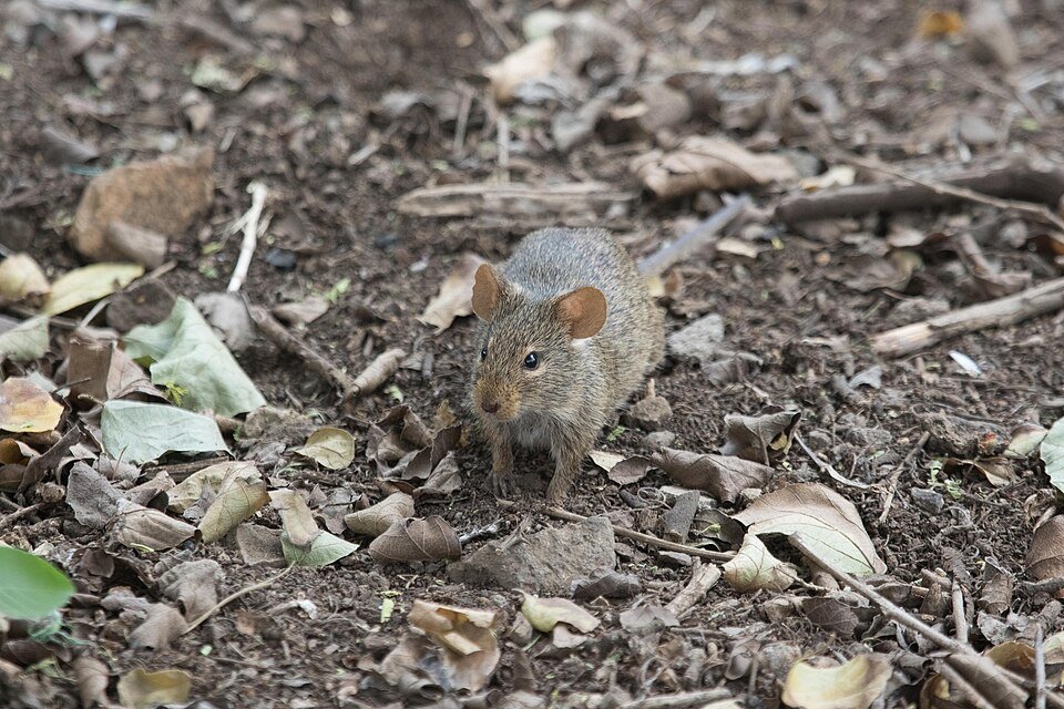 Grass Mouse