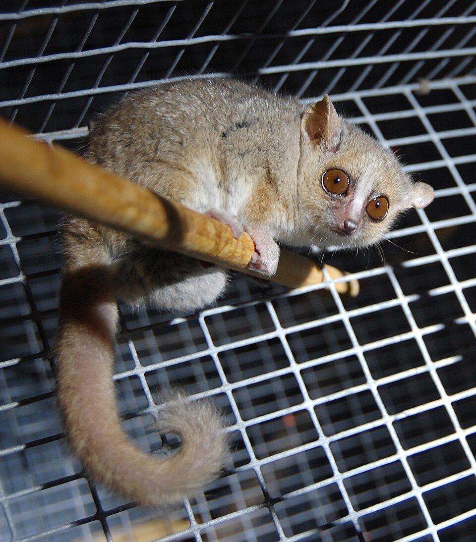 Gray Mouse Lemur