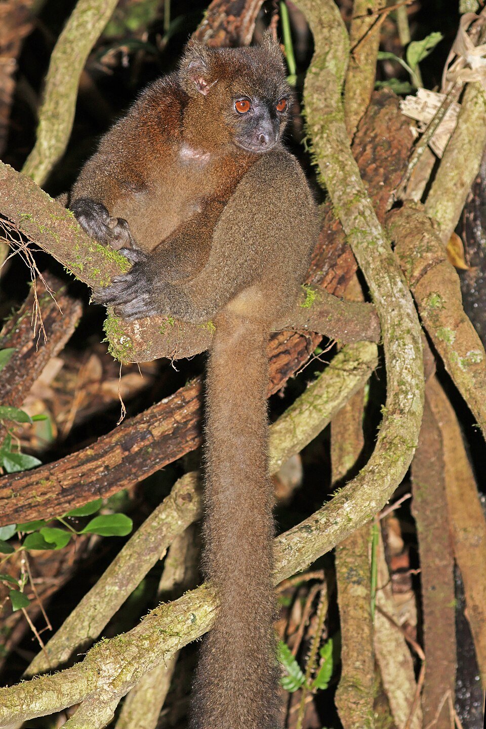 Greater Bamboo Lemur
