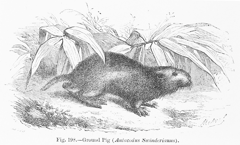 Greater Cane Rat