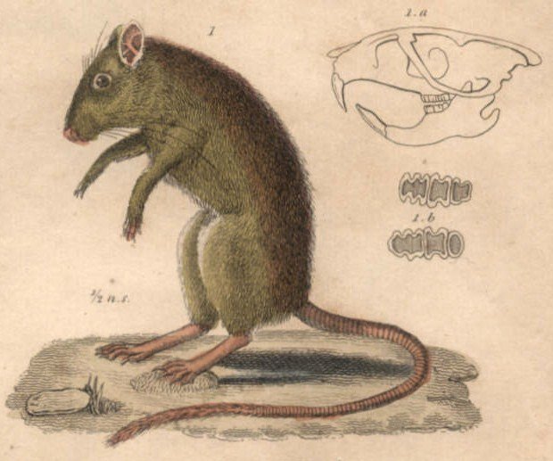 Greater Egyptian Gerbil