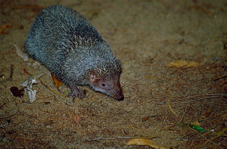 Greater Hedgehog Tenrec