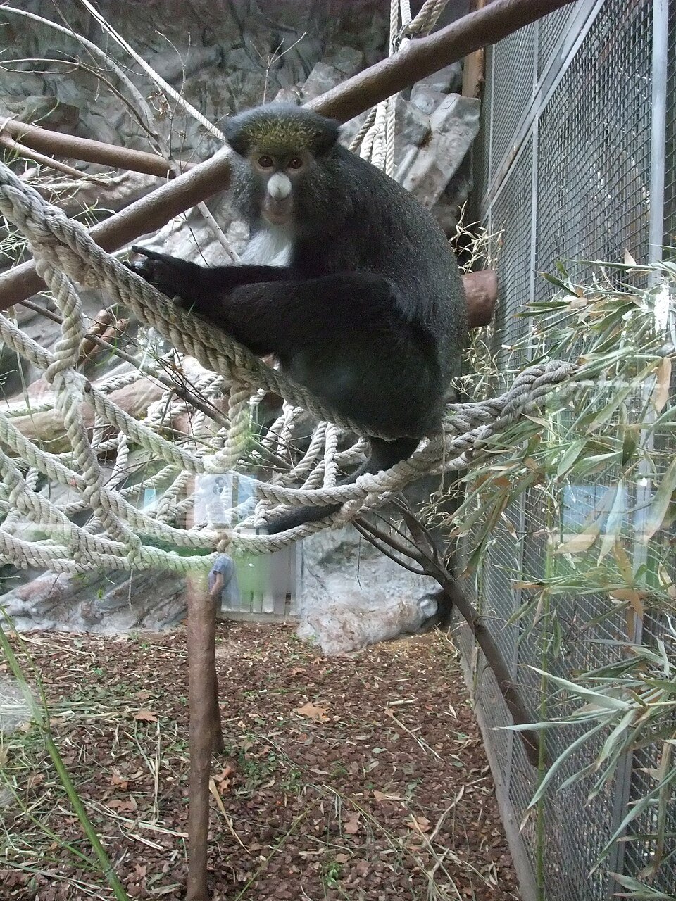 Greater White-nosed Monkey