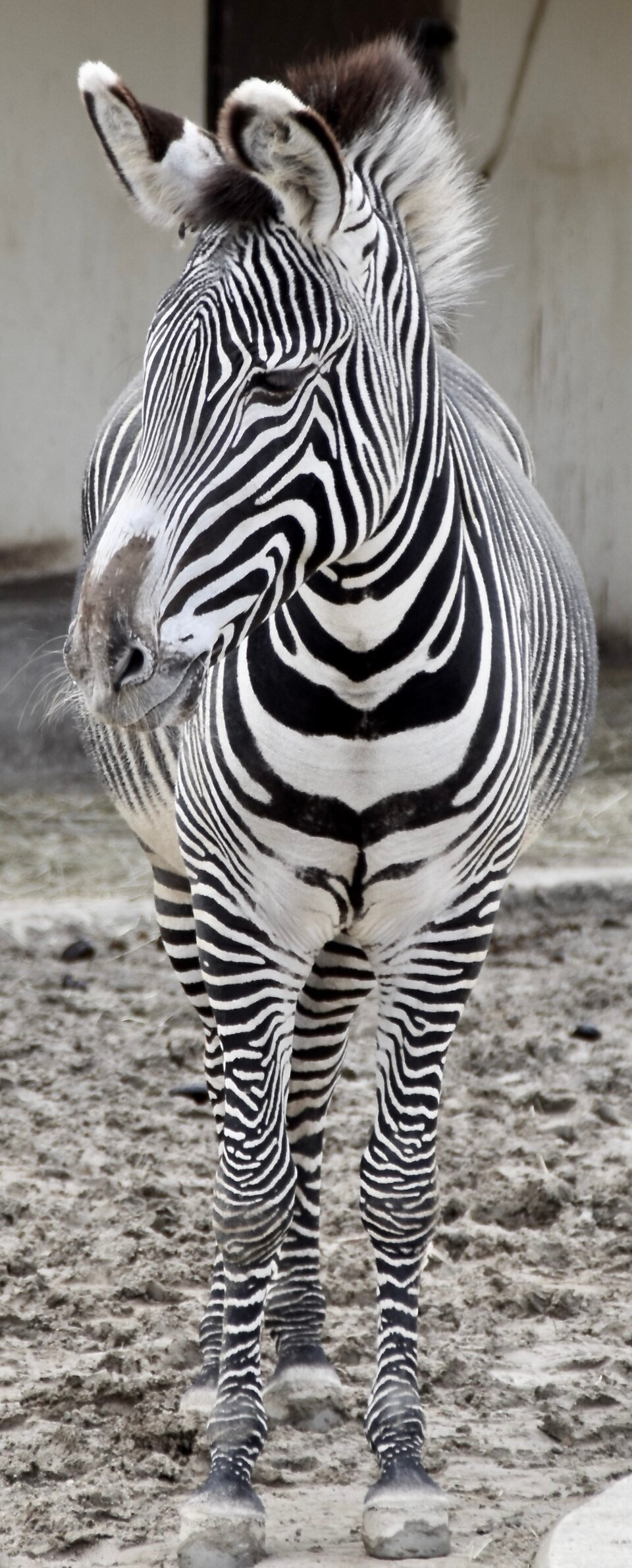 Grevy's Zebra
