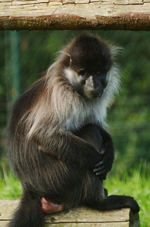 Grey-cheeked Mangabey