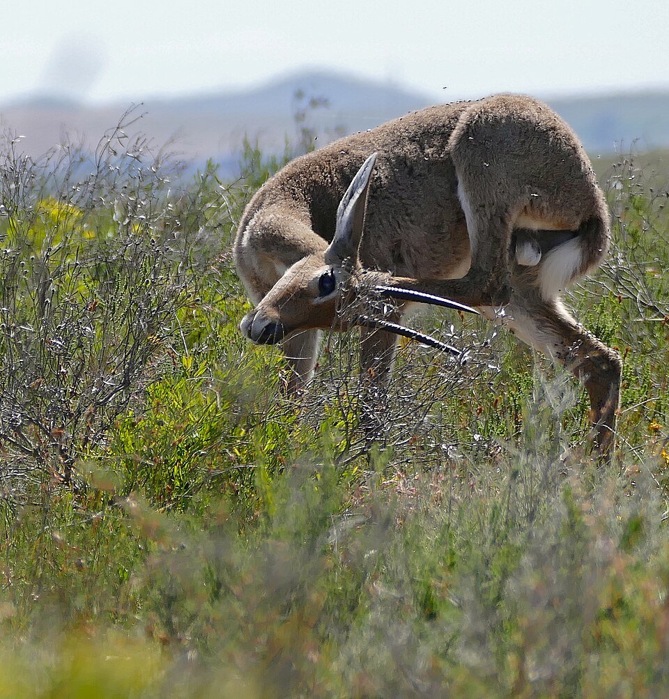 Grey Rhebok