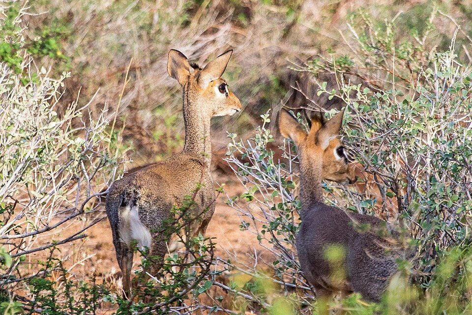 Guenther's Dik-dik