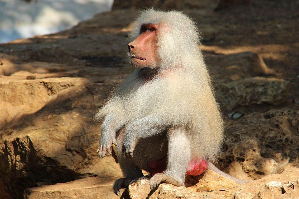 Hamadryas Baboon