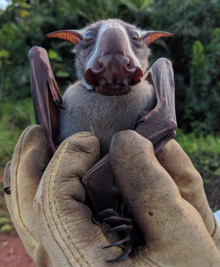 Hammer-headed Bat