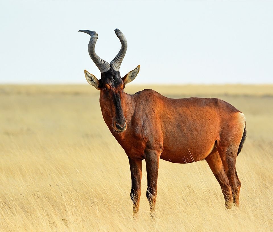 Hartebeest