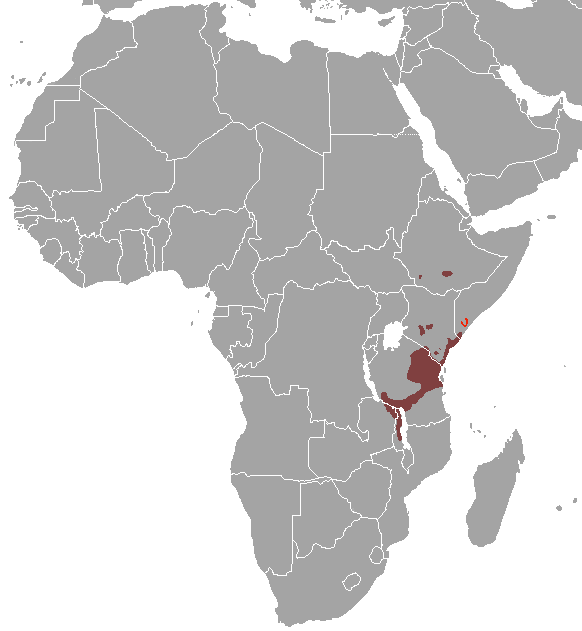 Harvey's Duiker