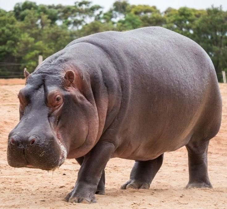 Hippopotamus