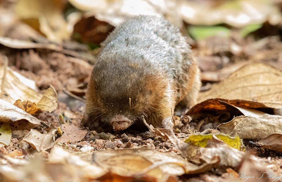 Hottentot Golden Mole