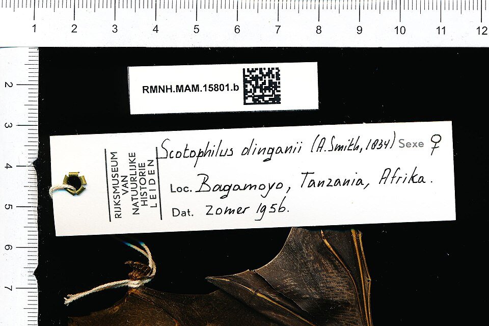 House Bat