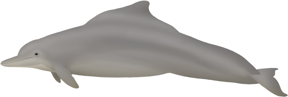 Humpback Dolphin