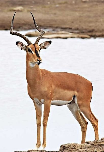 Impala