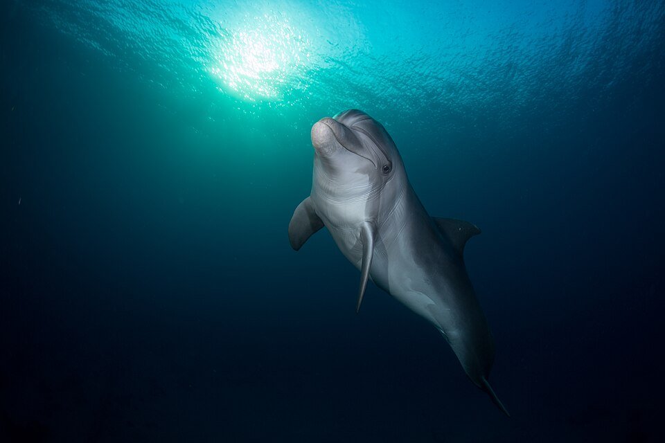 Indo-Pacific Bottlenose Dolphin