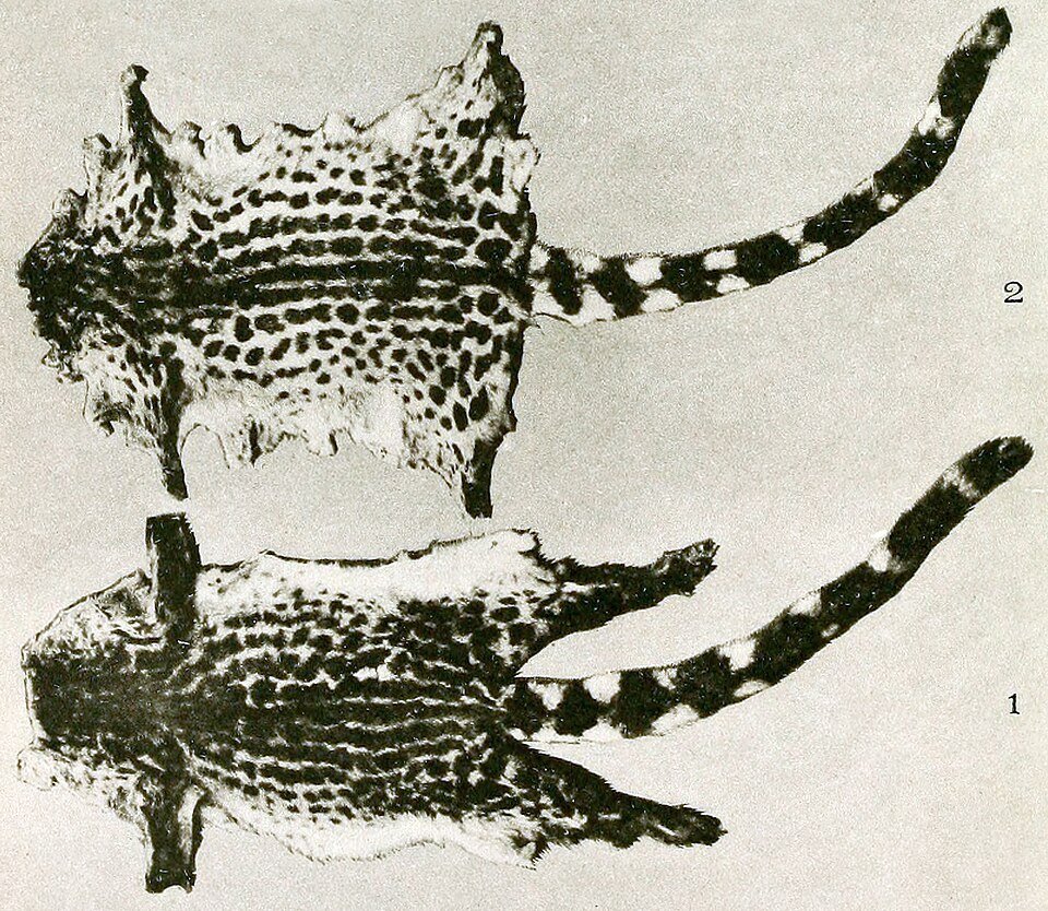 Johnston's Genet