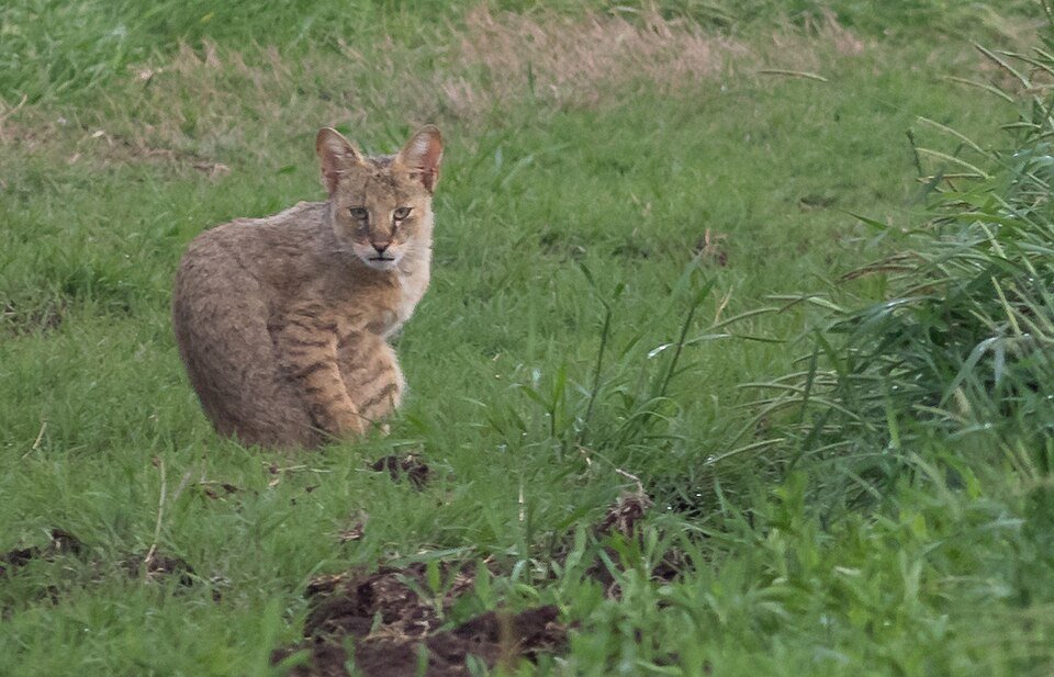Jungle Cat