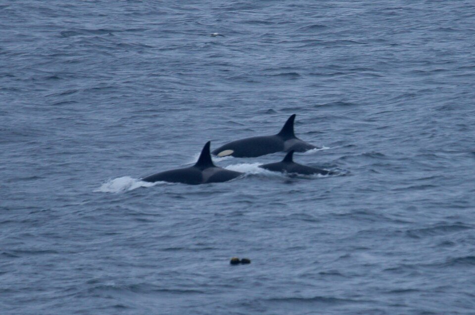 Killer Whale