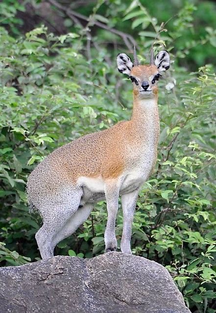 Klipspringer