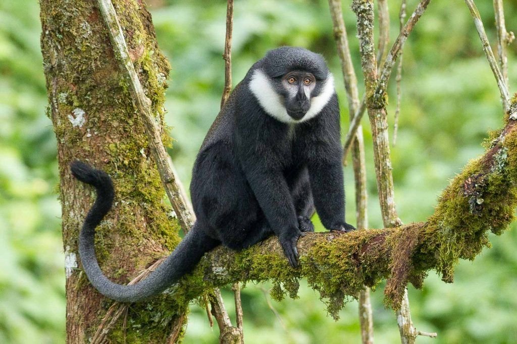 L'Hoest's Monkey