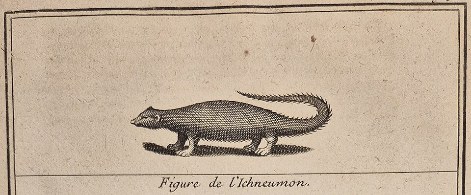 Large Grey Mongoose